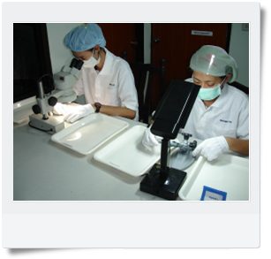 Factory 1 — Lamphun